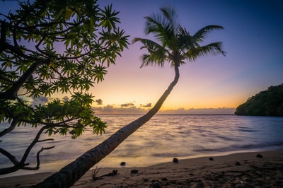 在白天的椰子树在海滩上的照片
